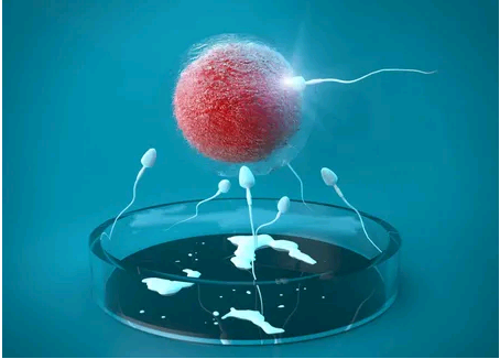 合肥代孕公司可靠吗,合肥同性试管婴儿可以做吗-三代试管助孕机构-上海供卵试